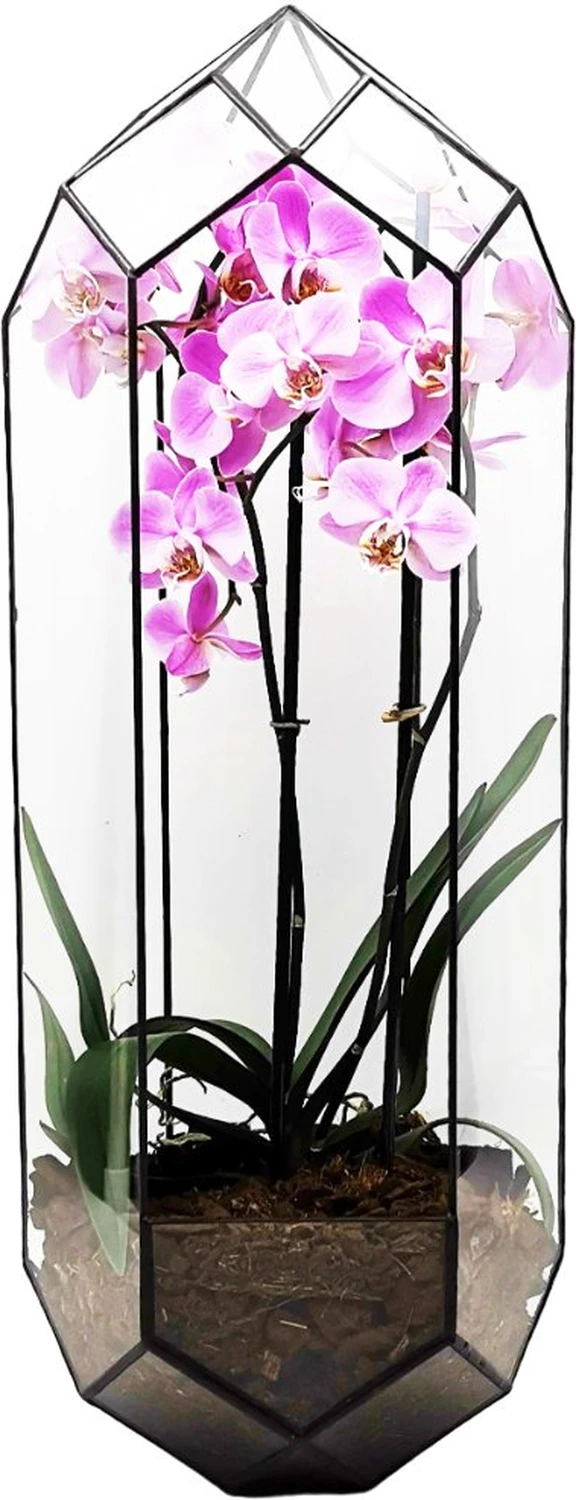 Terra ZiOM, glass terrarium with orchid