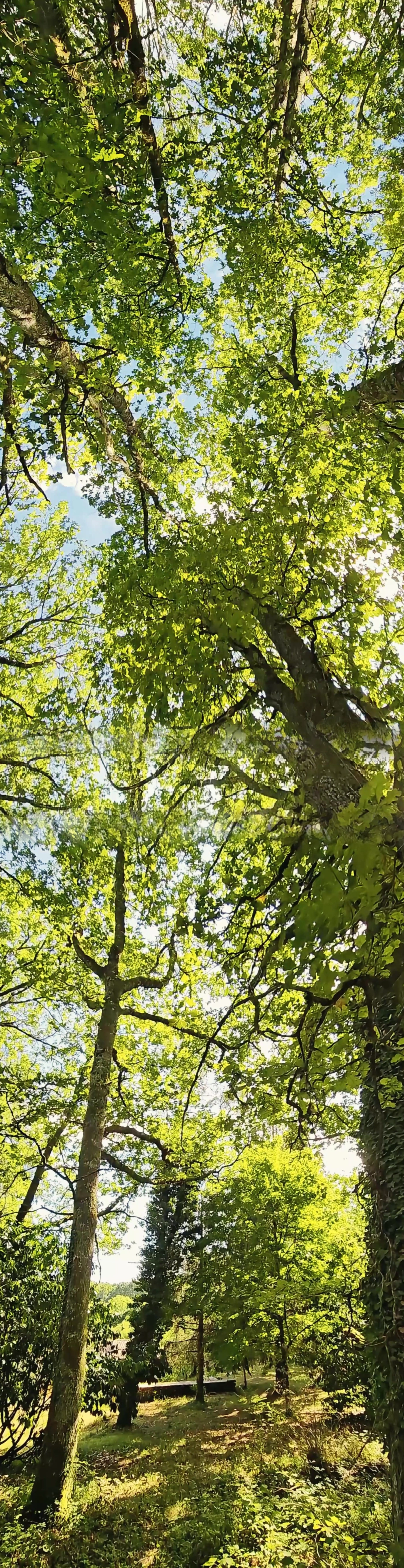 The garden and its hundred-year-old tree